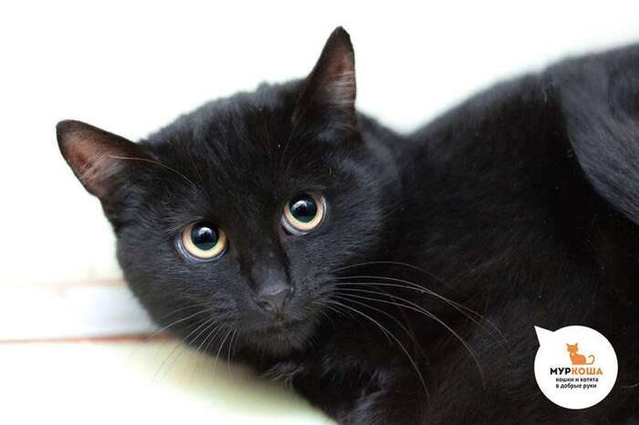 Кошка Калимера