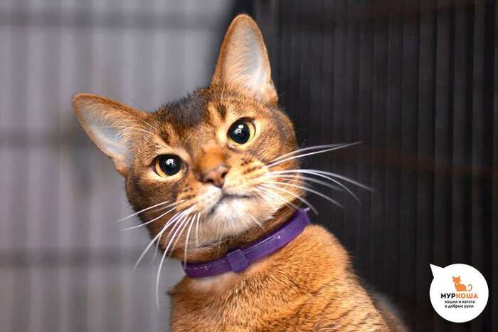 Кот Анданте