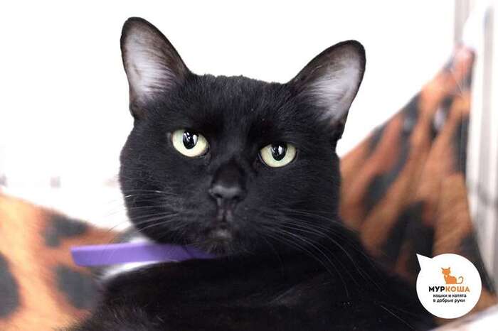 Кошка Аймара