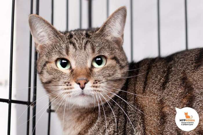 Кошка Алала