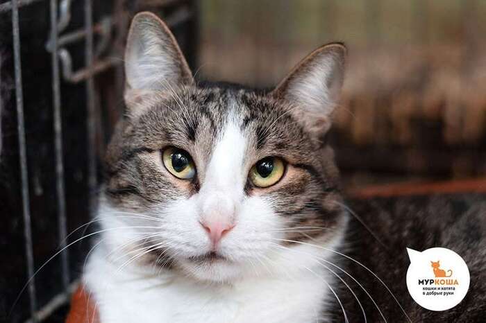 Кот Арагорн