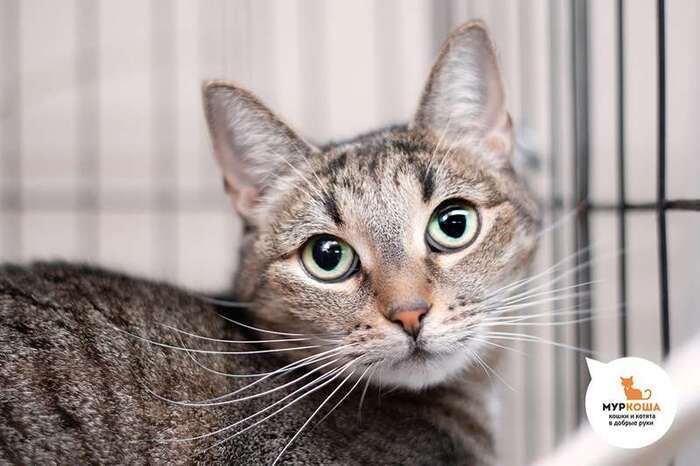 Кошка Валенсия