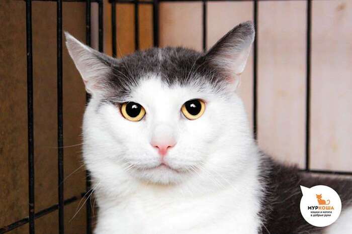 Кот Василёк