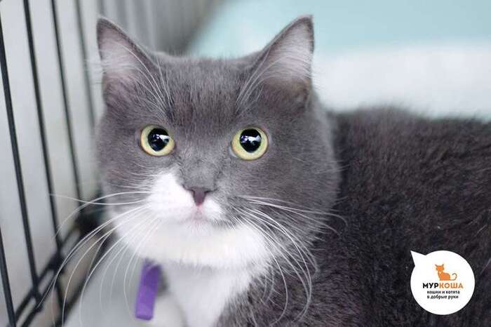 Кошка Воркута