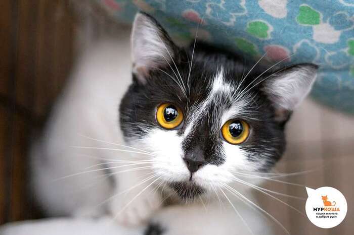 Кошка Иветти