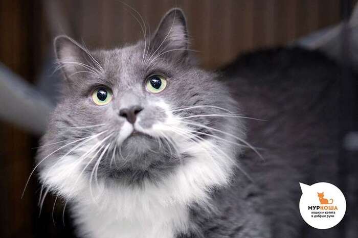 Кот Космополитен