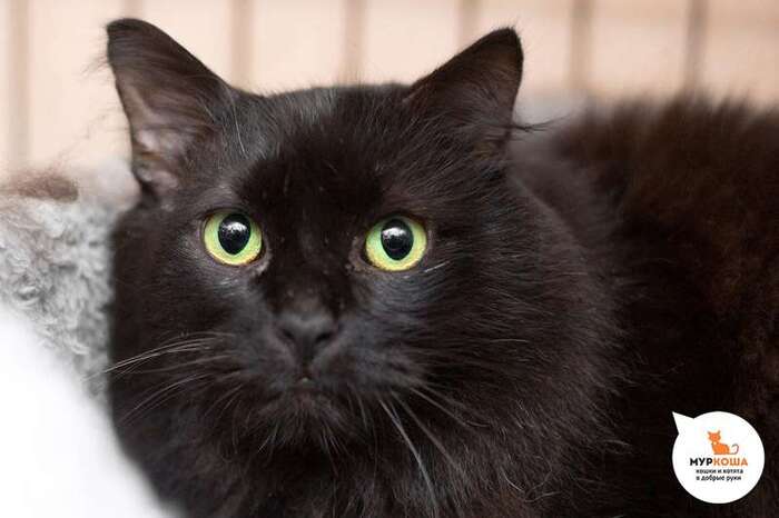 Кот Лоримур