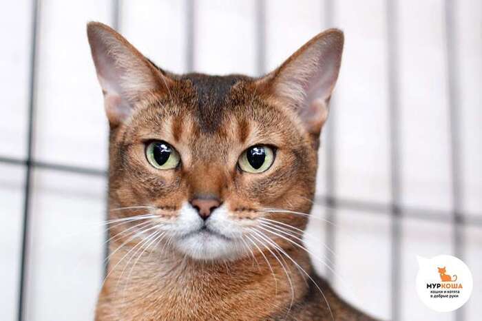 Кошка Миндис