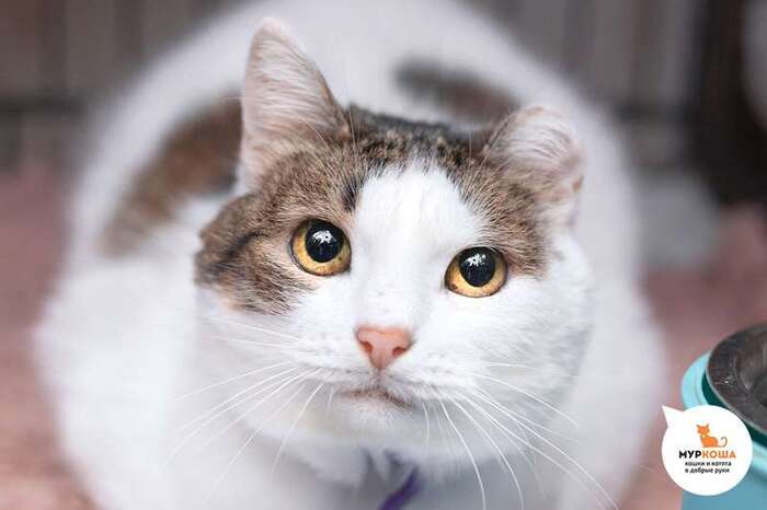 Кошка Плюндия