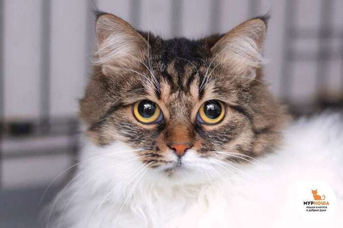 Кошка Райя