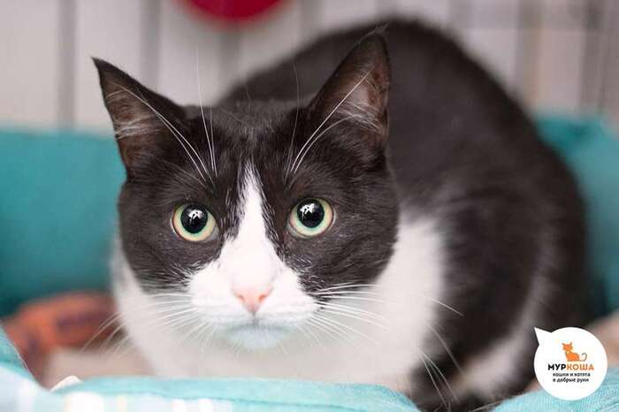 Кошка Симура