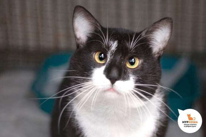 Кот Сыночек