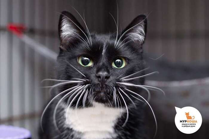 Кошка Фамагуста