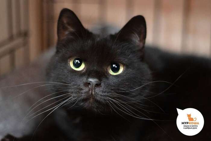 Кошка Анника