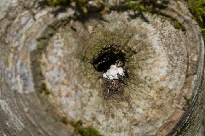 <a href="https://pikabu.ru/story/yenteridium_dozhdevikovyiy_v_duple_12179453?u=https%3A%2F%2Fru.wikipedia.org%2Fwiki%2F%25D0%25A0%25D0%25B5%25D1%2582%25D0%25B8%25D0%25BA%25D1%2583%25D0%25BB%25D1%258F%25D1%2580%25D0%25B8%25D1%258F_%25D0%25B4%25D0%25BE%25D0%25B6%25D0%25B4%25D0%25B5%25D0%25B2%25D0%25B8%25D0%25BA&t=%D0%A0%D0%B5%D1%82%D0%B8%D0%BA%D1%83%D0%BB%D1%8F%D1%80%D0%B8%D1%8F%20%D0%B4%D0%BE%D0%B6%D0%B4%D0%B5%D0%B2%D0%B8%D0%BA&h=4ec561db019a167da354ed8f98d0a5c7ecac533a" title="https://ru.wikipedia.org/wiki/%D0%A0%D0%B5%D1%82%D0%B8%D0%BA%D1%83%D0%BB%D1%8F%D1%80%D0%B8%D1%8F_%D0..." target="_blank" rel="nofollow noopener">Ретикулярия дождевик</a> (Reticularia lycoperdon), или Энтеридиум дождевиковый