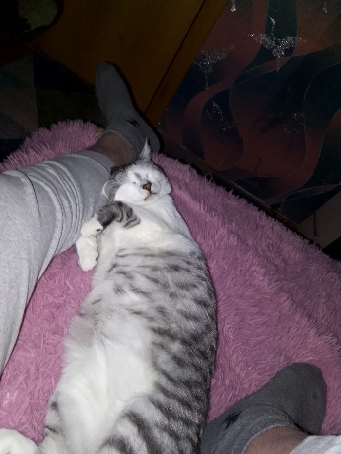How I Shrunk My Cat - My, cat, Slimming, Fat cats, Diet, Longpost
