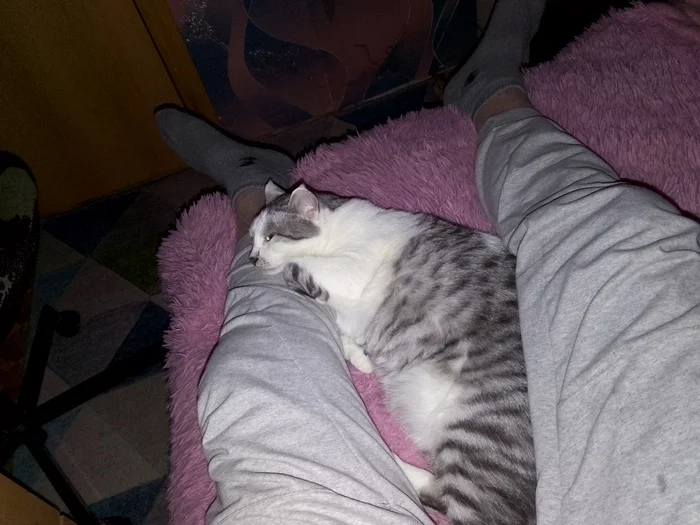 How I Shrunk My Cat - My, cat, Slimming, Fat cats, Diet, Longpost