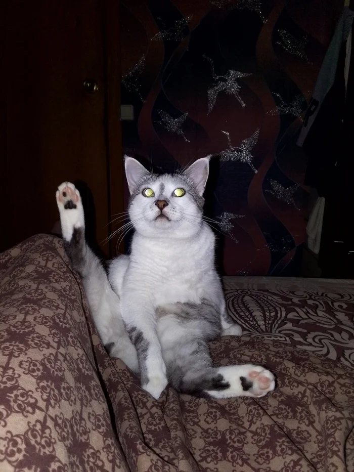 How I Shrunk My Cat - My, cat, Slimming, Fat cats, Diet, Longpost