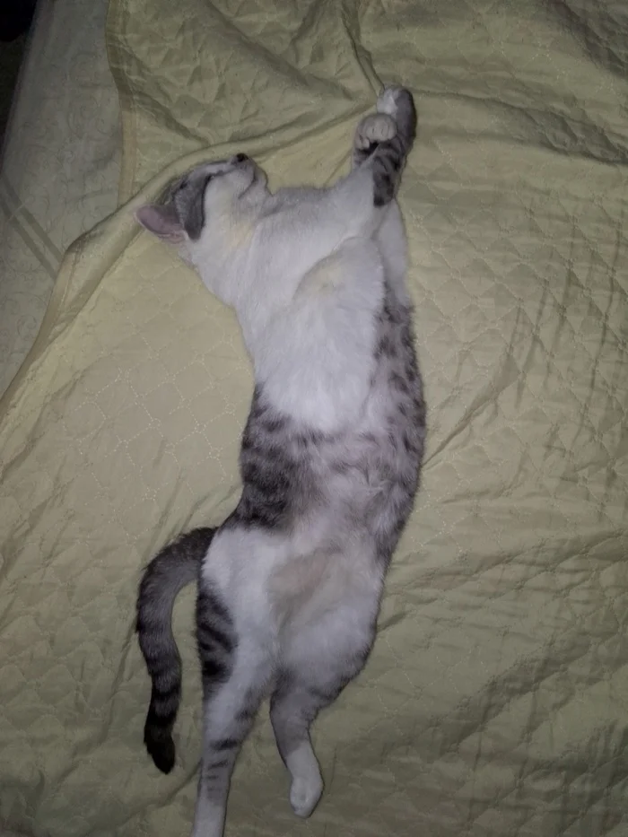 How I Shrunk My Cat - My, cat, Slimming, Fat cats, Diet, Longpost