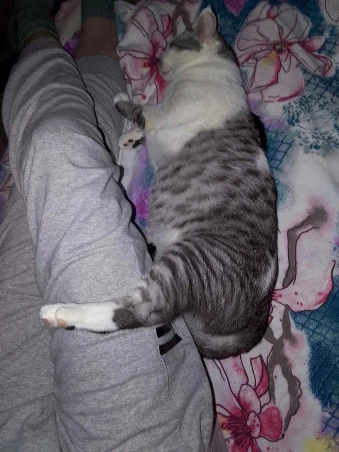 How I Shrunk My Cat - My, cat, Slimming, Fat cats, Diet, Longpost