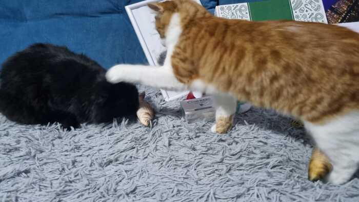        ,      ...   )           ... 