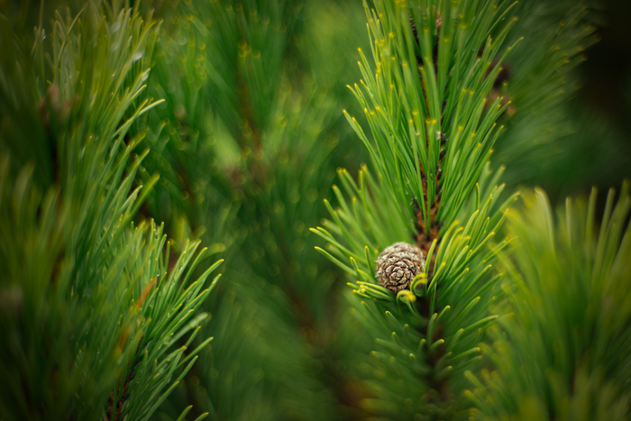 ������ �����