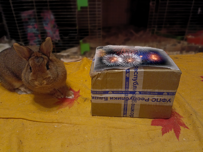 Традиционная шерстяная таможня. У меня их двое, но они боязливые, так что девочка быстро оценила посылку, попозировала и убежала обратно