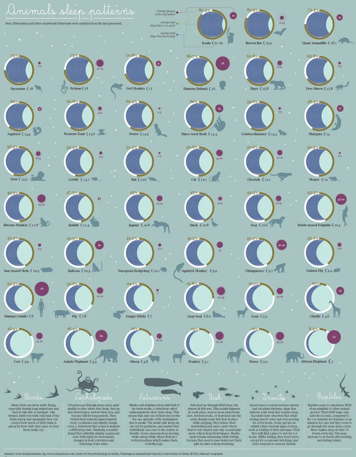 Кто больше всех спит