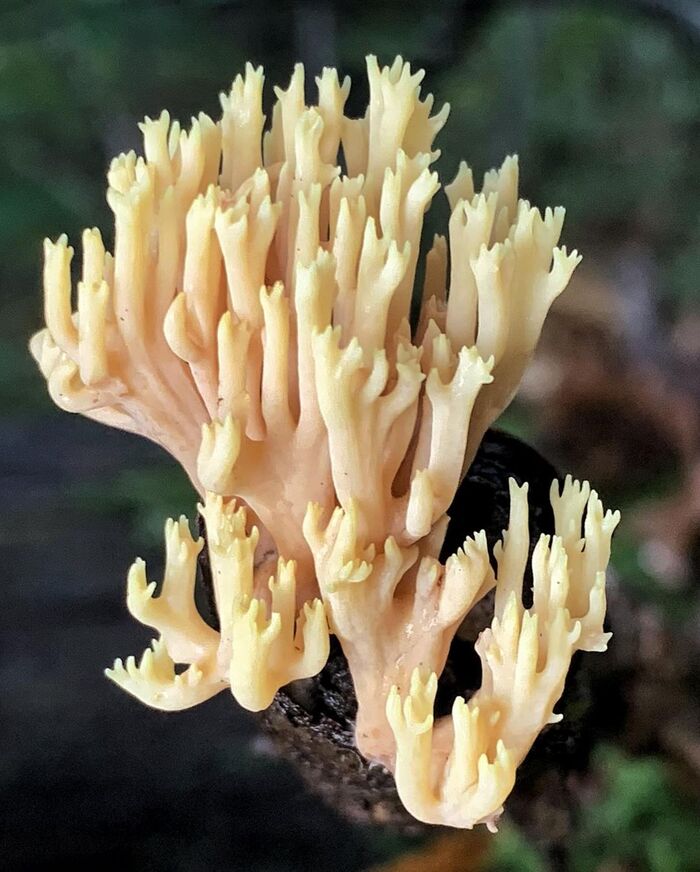 Ramaria stricta.