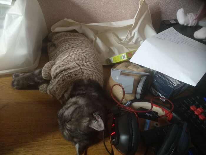 ни когда не упустит возможность понежиться у меня на рабочем столе, тем более если не откажут почесать за ушком.