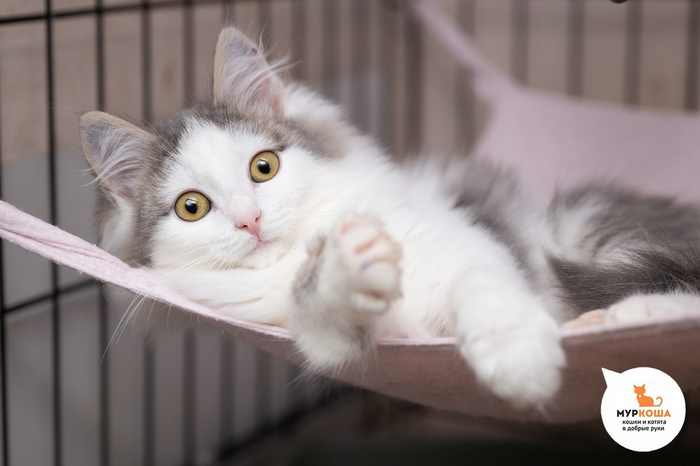 Котенок <a href="https://pikabu.ru/story/koshachi_sekretyi_kak_vyibrat_luchshiy_korm_dlya_pushistogo_druga_12197280?u=https%3A%2F%2Fmurkosha.ru%2Fkotyata%2Favantyurin&t=%D0%90%D0%B2%D0%B0%D0%BD%D1%82%D1%8E%D1%80%D0%B8%D0%BD&h=af40806a00a81f391d8ca0b40021212590a5c6ce" title="https://murkosha.ru/kotyata/avantyurin" target="_blank" rel="nofollow noopener">Авантюрин</a>