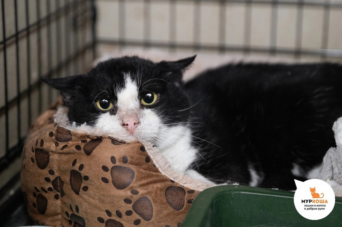 Котик <a href="https://pikabu.ru/story/koshachi_sekretyi_kak_vyibrat_luchshiy_korm_dlya_pushistogo_druga_12197280?u=https%3A%2F%2Fmurkosha.ru%2Flaskovie-koshki-i-kotyata%2Fmankhetten&t=%D0%9C%D0%B0%D0%BD%D1%85%D1%8D%D1%82%D1%82%D0%B5%D0%BD&h=78760635d806f007afb94bb8c708dc359738d38e" title="https://murkosha.ru/laskovie-koshki-i-kotyata/mankhetten" target="_blank" rel="nofollow noopener">Манхэттен</a>