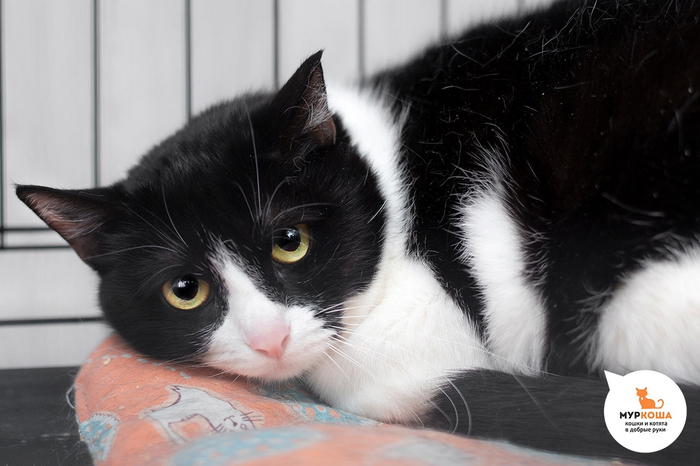 Кошка <a href="https://pikabu.ru/story/koshachi_sekretyi_kak_vyibrat_luchshiy_korm_dlya_pushistogo_druga_12197280?u=https%3A%2F%2Fmurkosha.ru%2Flaskovie-koshki-i-kotyata%2Fmurmariya&t=%D0%9C%D1%83%D1%80%D0%BC%D0%B0%D1%80%D0%B8%D1%8F&h=81dfd6cb410c92693a0515f141e7216e2c8023cf" title="https://murkosha.ru/laskovie-koshki-i-kotyata/murmariya" target="_blank" rel="nofollow noopener">Мурмария</a>