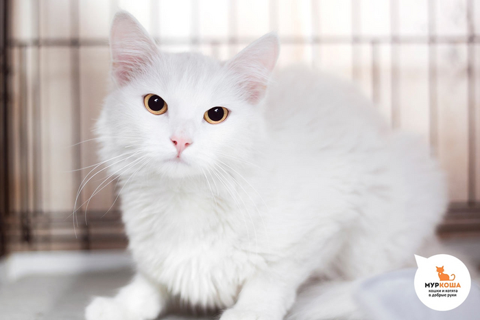 Кошка <a href="https://pikabu.ru/story/koshachi_sekretyi_kak_vyibrat_luchshiy_korm_dlya_pushistogo_druga_12197280?u=https%3A%2F%2Fmurkosha.ru%2Flaskovie-koshki-i-kotyata%2Fmetelica&t=%D0%9C%D0%B5%D1%82%D0%B5%D0%BB%D0%B8%D1%86%D0%B0&h=c1c965175527b558a5aef114f77183424a9d510e" title="https://murkosha.ru/laskovie-koshki-i-kotyata/metelica" target="_blank" rel="nofollow noopener">Метелица</a>