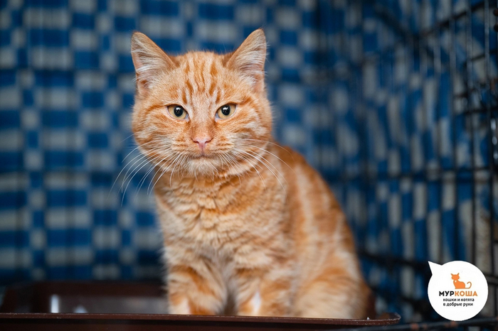 Котёнок <a href="https://pikabu.ru/story/koshachi_sekretyi_kak_vyibrat_luchshiy_korm_dlya_pushistogo_druga_12197280?u=https%3A%2F%2Fmurkosha.ru%2Fkotyata%2Ffranko&t=%D0%A4%D1%80%D0%B0%D0%BD%D0%BA%D0%BE&h=73bb3fc18c306f7a79f02c59440def7ff3724903" title="https://murkosha.ru/kotyata/franko" target="_blank" rel="nofollow noopener">Франко</a>