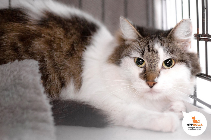 Кошка <a href="https://pikabu.ru/story/koshachi_sekretyi_kak_vyibrat_luchshiy_korm_dlya_pushistogo_druga_12197280?u=https%3A%2F%2Fmurkosha.ru%2Flaskovie-koshki-i-kotyata%2Fadora&t=%D0%90%D0%B4%D0%BE%D1%80%D0%B0&h=86abb4109d49799d2abb11146685d548f42d647b" title="https://murkosha.ru/laskovie-koshki-i-kotyata/adora" target="_blank" rel="nofollow noopener">Адора</a>