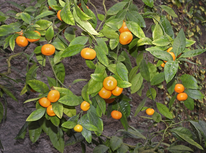 Мандарин, или Цитрус сетчатый в оранжереях БИН РАН. Фото Л. Б. Головневой.