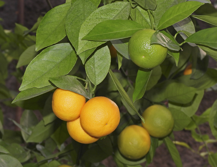 Мандарин, или Цитрус сетчатый в оранжереях БИН РАН. Фото Л. Б. Головневой.