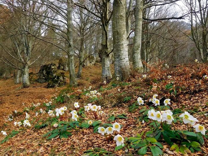 Ковер из морозника черного в буковом лесу. Фото С. Маццани с сайта <!--noindex--><a href="https://pikabu.ru/story/novogodnie_rasteniya_moroznik_chernyiy_12189758?u=http%3A%2F%2Fsummitpost.org&t=summitpost.org&h=fb2258ab2175ee0808422724c70856fe291daf0c" title="http://summitpost.org" target="_blank" rel="nofollow noopener">summitpost.org</a><!--/noindex-->.