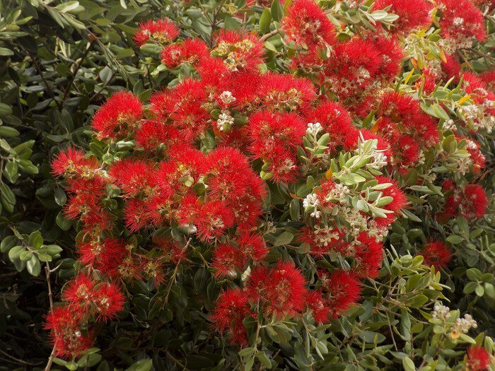   .    <!--noindex--><a href="https://pikabu.ru/story/novogodnie_rasteniya_metrosideros_12193390?u=http%3A%2F%2Fcommons.wikimedia.org&t=commons.wikimedia.org&h=1ed4ce9302f06835299f0a99e5048d4e7447b25a" title="http://commons.wikimedia.org" target="_blank" rel="nofollow noopener">commons.wikimedia.org</a><!--/noindex-->.