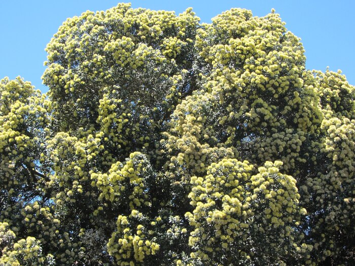   ,  Aurea. , .    <!--noindex--><a href="https://pikabu.ru/story/novogodnie_rasteniya_metrosideros_12193390?u=http%3A%2F%2Fcommons.wikimedia.org&t=commons.wikimedia.org&h=1ed4ce9302f06835299f0a99e5048d4e7447b25a" title="http://commons.wikimedia.org" target="_blank" rel="nofollow noopener">commons.wikimedia.org</a><!--/noindex-->.