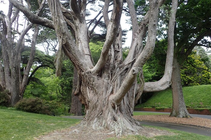      ,  . &nbsp;   <!--noindex--><a href="https://pikabu.ru/story/novogodnie_rasteniya_metrosideros_12193390?u=http%3A%2F%2Fcommons.wikimedia.org&t=commons.wikimedia.org&h=1ed4ce9302f06835299f0a99e5048d4e7447b25a" title="http://commons.wikimedia.org" target="_blank" rel="nofollow noopener">commons.wikimedia.org</a><!--/noindex-->.