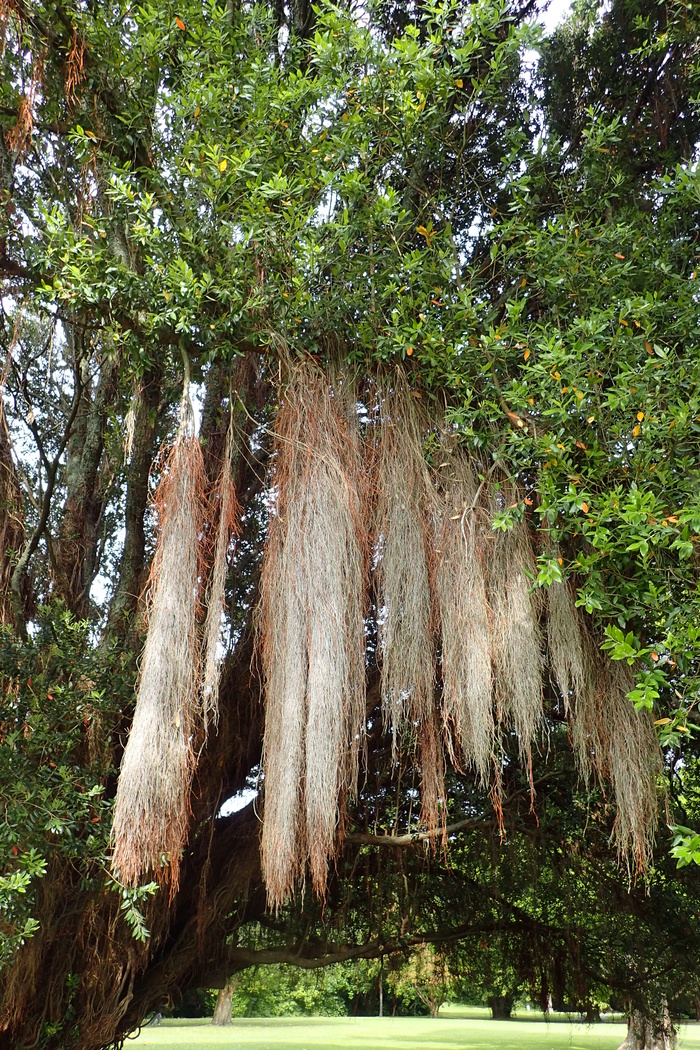    .   ,  .    <!--noindex--><a href="https://pikabu.ru/story/novogodnie_rasteniya_metrosideros_12193390?u=http%3A%2F%2Fcommons.wikimedia.org&t=commons.wikimedia.org&h=1ed4ce9302f06835299f0a99e5048d4e7447b25a" title="http://commons.wikimedia.org" target="_blank" rel="nofollow noopener">commons.wikimedia.org</a><!--/noindex-->.