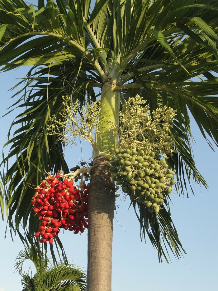  .  .    <!--noindex--><a href="https://pikabu.ru/story/novogodnie_rasteniya_rozhdestvenskaya_palma_12196929?u=http%3A%2F%2Flivejournal.com&t=livejournal.com&h=af420cb70eb7b4a740d0de2e1f38de125dc71384" title="http://livejournal.com" target="_blank" rel="nofollow noopener">livejournal.com</a><!--/noindex-->.