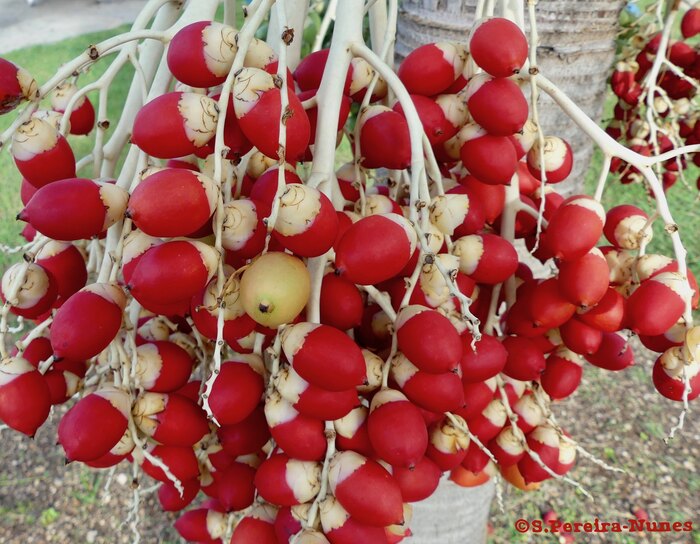   .  Sebastiao Pereira-Nunes   <!--noindex--><a href="https://pikabu.ru/story/novogodnie_rasteniya_rozhdestvenskaya_palma_12196929?u=http%3A%2F%2Fflickr.com&t=flickr.com&h=00f33e3721471ba29e2ca96a4c409fec5ea4b238" title="http://flickr.com" target="_blank" rel="nofollow noopener">flickr.com</a><!--/noindex-->.