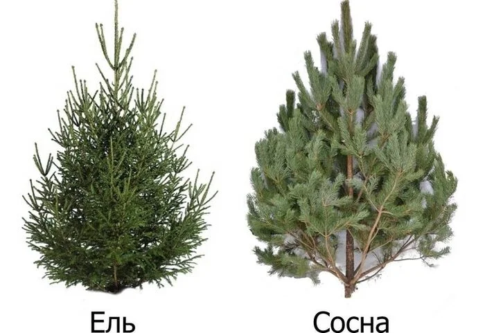 Christmas tree or pine tree - My, New Year, Christmas tree, Pine, Holidays