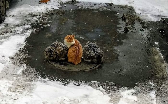 ������ ������