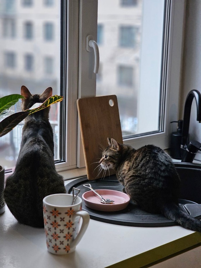 Снегири прилетели. Вы не видите? А они видят)))