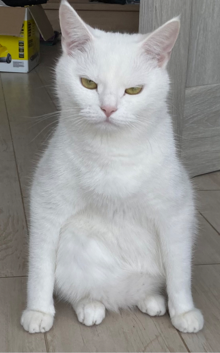 Осталось всего ничего - подготовить всё к встрече Нового года