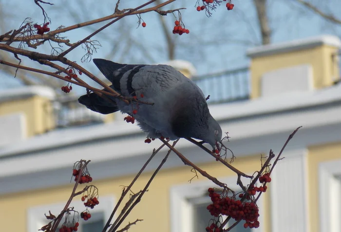 Kusn - Images, Picture with text, Pigeon